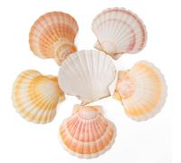 6PCS Scallop Shells 4‘’-4.5" Natural Sea Shells Yellow & Pink Hawaiian Scallop Shells for Baking DIY Craft Home Vase Fillers & Beach Wedding Party Decor (6)