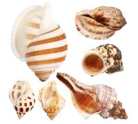 6Pcs Sea Conch Crab Shells Durable Smooth Unique Decorations for Fish Tanks and Aquariums for Crabs and Nautical Displays