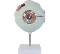 6X Detachable Human Eye Anatomy Model Eyeball Model for Anatomy Learning Teaching Science Classroom Learning Display Teaching Medical Models