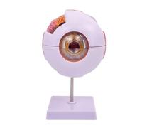 6X Eyeball Anatomy Model Removable Human Eye Anatomy Teaching Tool Human Organs Model Eyeball Eye