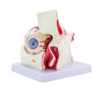 6X Eyeball Anatomy Model Removable Human Eye Anatomy Teaching Tool Human Organs Model Eyeball Eye
