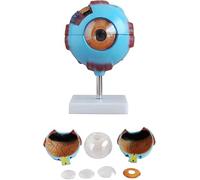 6X Magnification Eyeball Anatomical Model, Anatomically Accurate Eyeball Model Human Eyeball Anatomy, School Teaching and Research Use Medical Anatomy Eyeball