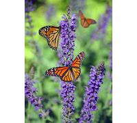 6x Mixed Large Buddleja Butterfly Bush Plant Selection Pack Supplied in 3 Litre Pots Direct Plants Green One Size