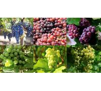 6X Mixed Large Grape Fruit Vine Collection Includes Seedless In 2/3 Litre Pots By Direct Plants