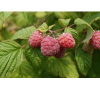 6X Mixed Potted Raspberry Fruit Plants 6 Varieties In 2 Litre Pots By Direct Plants