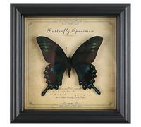 7 In Real Butterfly Specimen Display, Wooden Framed Taxidermy In Dark Finish With Label, Decorative Insect Gift For Education Or Collection