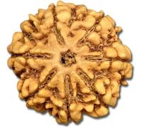 7 Mukhi Nepal Rudraksha Blessed & Energized Bead (22mm-24mm)