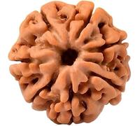 7 Mukhi Nepal Rudraksha Blessed & Energized Bead Small (16mm-18mm)