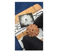 7 Mukhi Nepal Rudraksha Complete 7 Seeds Bead with Lab Certificate & Xray Report Size 20mm-22mm