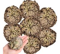7 Pack Rose of Jericho Dried Plants - Rosa de Jerico Original, Dried Fern Like Scale Leaf Prayer Plants for Spiritual Purification, Home Decor