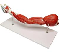 7 Pieces Human Arm Anatomical Muscle Model,Anatomical Arm Model