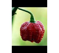7 Pot Infinity Chilli Seeds - 10 Fresh Seeds