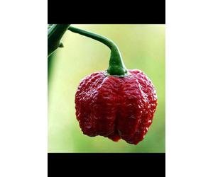 7 Pot Infinity Chilli Seeds - 10 Fresh Seeds