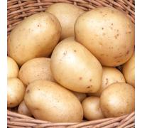 7 x Potatoes Casablanca - First Earlies - Great Taste & Perfect All Rounder - Grown in Containers, Vegetable Patch, Patio Potato Sacks - For Your Beautiful Kitchen Garden