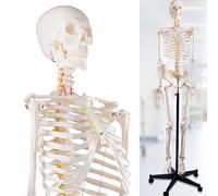 70.8 Inch Life Size Human Skeleton Model for Anatomy - 170cm Full Body Skeleton,1pcs