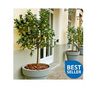 70 - 80 cm Tall Lemon Tree Standard All Year Flowers Fruits 20 cm Pot