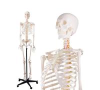 70.8In Life Size Human Skeleton Model for Anatomy - 170cm Full Body Skeleton with Nervous System,1pcs