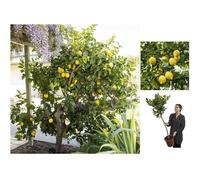70-90cm Large Fully Mature Citrus Lemon Fruit Tree Plant in 4L Pot