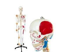 70 Inch Life Size Human Skeleton Model with Muscles and Ligaments, Full Body Anatomical Skeleton,1pcs