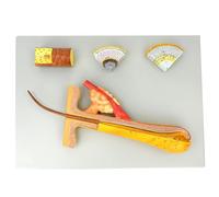 700X Hair Anatomy Model, Human Skin and Hair Organ Anatomy Model, Human Hair Follicle Hair Hair Structure Anatomy Enlarged Model, Teaching Tool for Science Study or Patient Education