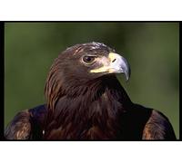 707064 Young Golden Eagle A4 Photo Poster Print 10x8