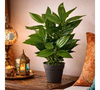 70Cm Leaf Design Uk Realistic Large Artificial Foliage Plant With Pot