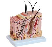 70x Enlarge Model Skin Anatomy Model Hair Follicle Structure Human Anatomy Model for Medical Teaching Learning Aid for Teaching