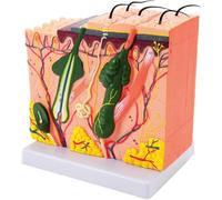 70x Enlarged Skin Anatomical Model Advanced Painting Clearly Visible Digital Identification Real Skin Texture Simulation for Teaching Studies Display Human Teaching Skeleton Model