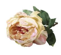 71Cm Single Peony Blush - Cream