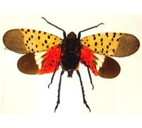 72mm Real Spotted Lanternfly Cicada w/Open Wings in Crystal Clear Lucite Resin Specimen Preserved Insect Taxidermy Crafts Collection for Biology Science Education & Desk Display Supplies