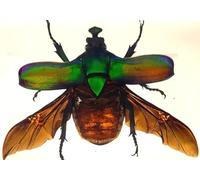 73mm Large Real Unicorn Green Chafer Beetle w/Open Wings in Crystal Clear Lucite Resin Crafts Specimen Preserved Insect Bug Taxidermy Collection for Biology Science Education & Desk Ornament Display