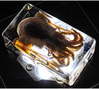 73mm Real Cuttlefish in Crystal Clear Lucite Resin Specimen Preserved Sea Marine Mollusc Animal Taxidermy Crafts Collection for Biology Science Education Desk Display Supplies Paperweight