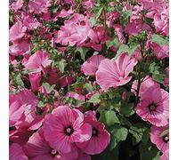 75 Seeds of Organic Flower Organic Lavatera Pink Mallow