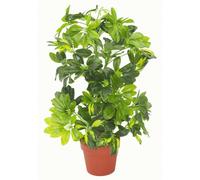 Artificial Plant Umbrella Tree Gold Capella Deluxe 75cm Schefflera Arboricola Botanik Leaf Green One Size