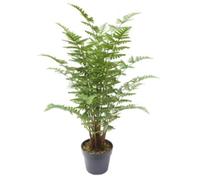 75cm Artificial Fern Plant Leaf Green One Size