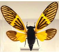 75mm Real Golden Black Cicada in Crystal Clear Lucite Resin Crafts Specimen Preserved Becquartina Electa Insect Taxidermy Collection for Biology Science Education & Desk Ornament Display
