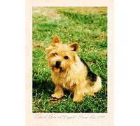 771040 - Norwich Terrier, Not Stripped A3 Picture Frame Limited Edition A4