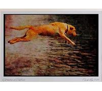 771092 A Yellow Labrador In Full Flight Watercolour Picture Limited Edition A4