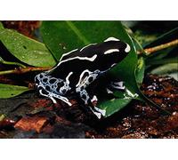 789057 Arrow poison Frog Dendrobates Leuconelas A4 Photo Poster Print 10x8
