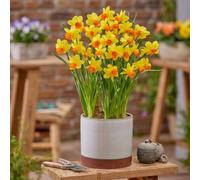8 Daffodil Maria Geertruida Sweetly Scented Yellow-Orange Wavy Trumpets Broad Golden Petals Ideal for Borders Containers by Thompson and Morgan