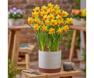 8 Daffodil Maria Geertruida Sweetly Scented Yellow-Orange Wavy Trumpets Broad Golden Petals Ideal for Borders Containers by Thompson and Morgan