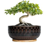 8 Inch Ceramic Succulent Planter Pots with Drainage Hole Flower Pot for Indoor Plants Round Shallow Bonsai Pot with Bamboo Tray Black