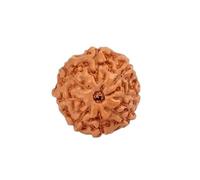 8 Mukhi Indonesian Rudraksha Java Original Eight Face Rudraksh Bead Energized (15mm-17mm)