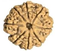 8 Mukhi Rudraksha from Nepal/Lord Ganesha/Size 24mm-25mm/ Loose Bead/Lab Certified/Eight Mukhi Nepal Rudraksha