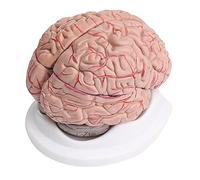 8-Part Human Brain with Arteries Anatomical Anatomy Model