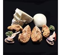 8-Part Life-Size Human Skull With Brain Anatomy Anatomical Model For Science Classroom Display Teaching Medical Model