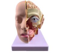 8-Part Life-Size Human Skull With Brain Anatomy, Anatomical Model For Teaching, Medical Studies