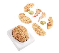 8 parts Brain anatomical model The real-size model sample of cerebral hemisphere, the brainstem trunk Human anatomical b