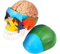 8 Parts Brain Human Skull Anatomy PVC Painted Human Skull Model, Labeled Anatomical Skull, for Medical Teaching, Researc
