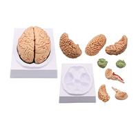 8 Parts Human Brain Model,Life Size Anatomical Brain Model,Color-Coded Artery Brain Teaching Anatomy of Brain Anatomy Mo